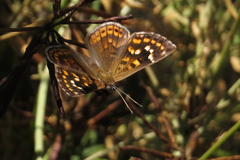 Aricoris indistincta