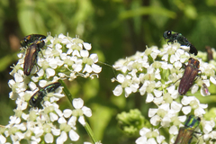 Agrilaxia brunneipennis