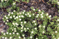 Baccharis magellanica