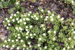 Baccharis magellanica