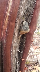 Phellinus arctostaphyli