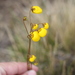 Calceolaria filicaulis - Photo (c) Romi Galeota Lencina, some rights reserved (CC BY), uploaded by Romi Galeota Lencina