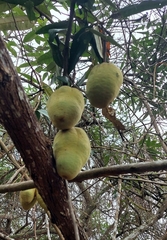 Colicodendron scabridum