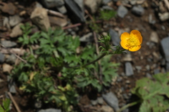 Ranunculus caucasicus