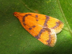 Periacma delegata