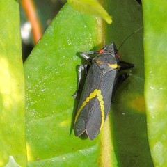 Cicciana obliqua