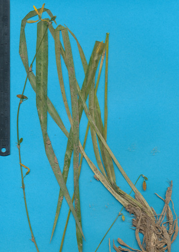 Echeandia formosa image