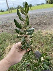 Olearia traversiorum
