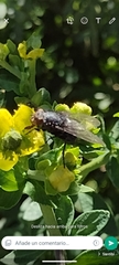 Diptera