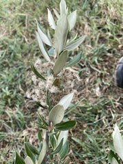 Olearia traversiorum