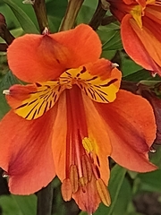 Alstroemeria aurea