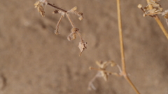 Kallstroemia californica