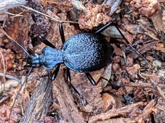 Scaphinotus interruptus