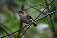 Poecilotriccus plumbeiceps