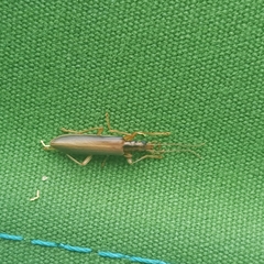 Thelyphassa lineata