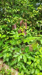 Archidendron jiringa