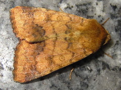 Helicoverpa assulta
