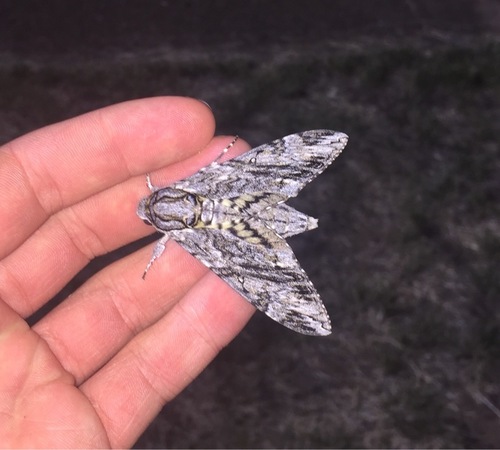 Godart’s Hawkmoth