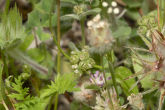 Medicago coronata