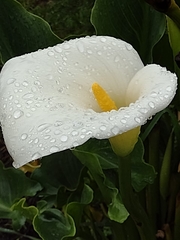 Zantedeschia