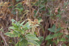 Verbesina sphaerocephala