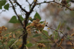 Verbesina sphaerocephala
