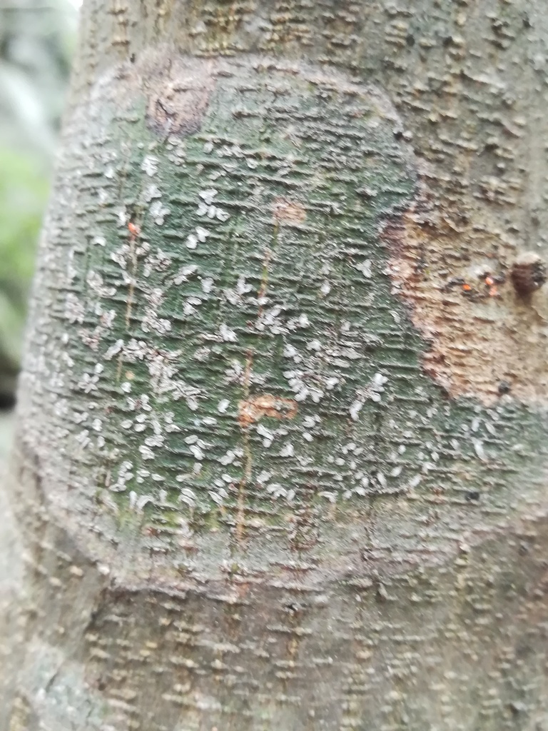 Platygramme
