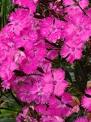 Dianthus