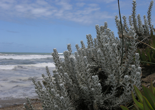 Achillea image