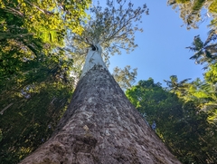 Eucalyptus regnans