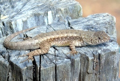 Sceloporus nelsoni
