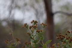 Verbesina sphaerocephala