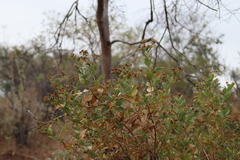 Verbesina sphaerocephala