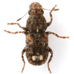 Goniocloeus bimaculatus