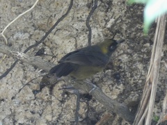 Mitrospingus cassinii