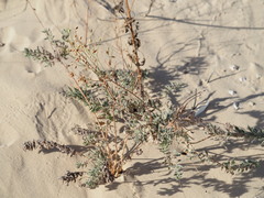 Oenothera cinerea cinerea
