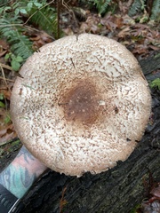 Agaricus smithianus