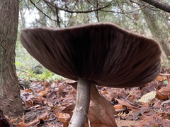 Agaricus smithianus