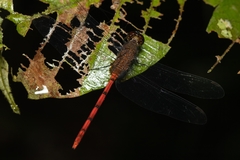 Rhodopygia
