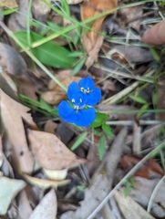 Commelina cyanea