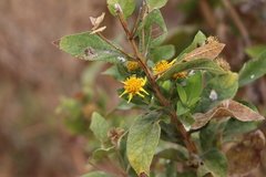 Verbesina sphaerocephala