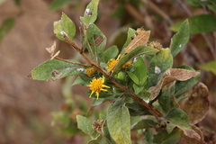 Verbesina sphaerocephala