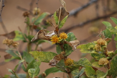 Verbesina sphaerocephala