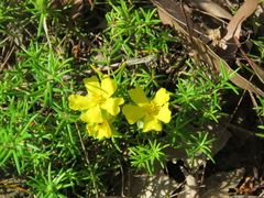 Hibbertia stricta