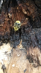 Trichiotinus texanus