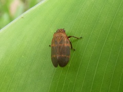 Sphenorhina huggerti