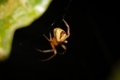 Ocrepeira covillei