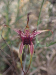 Caladenia decora