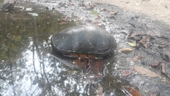 Kinosternon chimalhuaca