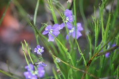 Dampiera linearis
